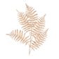 Xmas Leaf Gold fern